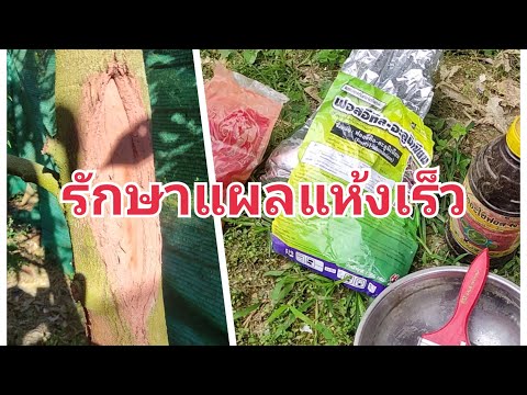 สูตรผสมยาทารักษาแผลต้นทุเรียน