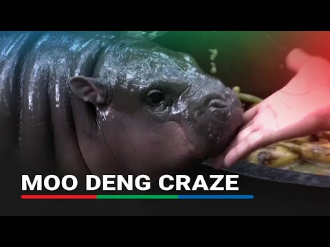 Moo Deng mania: Thai hippo's viral fame boosts local business