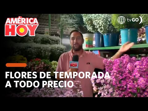América Hoy: Flores de temporada a todo precio (HOY)