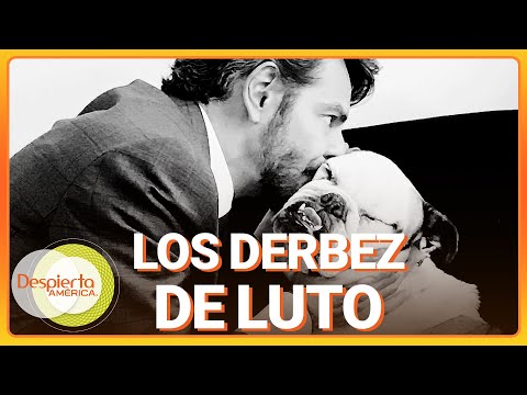Eugenio Derbez conmovido por la muerte de su perrita | Despierta América | Hoy | 22 de agosto