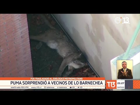 Puma recorrió las calles de Lo Barnechea