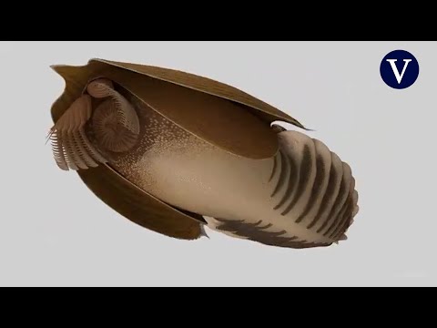 Hallado el fósil de un depredador gigante extinguido hace 500 millones de años