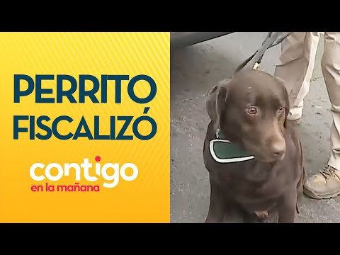 OLFATEÓ CAMIÓN: Perro antidrogas fiscalizó vehículos en San Bernardo - Contigo en la Mañana