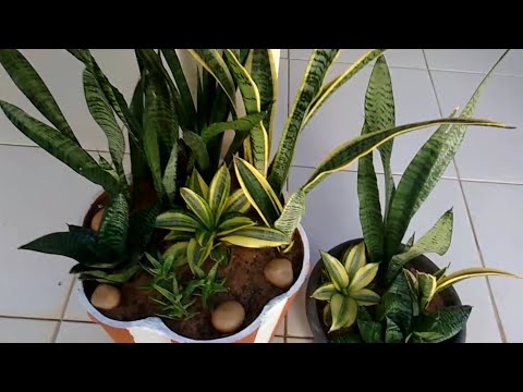 Thumbnail Video Youtube