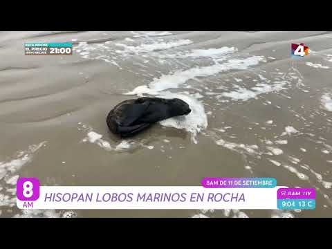 8AM - Hisopan lobos marinos en Rocha
