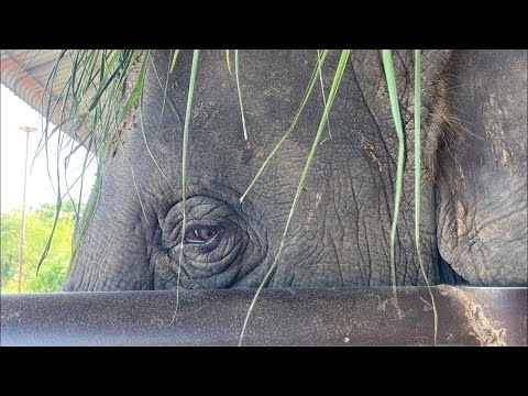 Live‼️หญ้าครับหญ้า🌾🐘