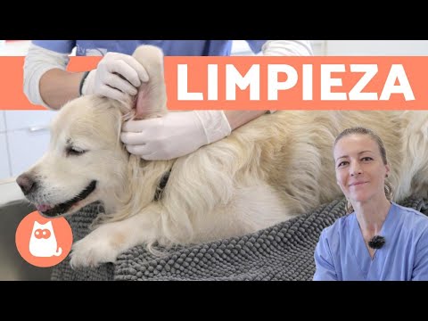 Cómo LIMPIAR LAS OREJAS de UN PERRO ?? (Curso de Auxiliar Técnico Veterinario)