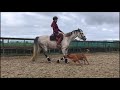 Show jumping horse Sportieve 6 jarige merrie van De Flor 111