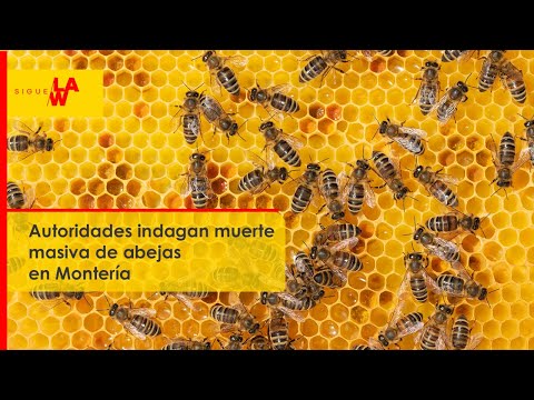 Autoridades investigan muerte masiva de abejas en Montería