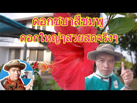 เลาะชมดอกไม้ในสวนกับน้าเล็ก:-ด เลาะชมดอกไม้ในสวนกับน้าเล็ก:-ด