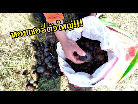 ฝนตกแล้วใหม่ๆออกเก็บหอย-เก็บปู ฝนตกแล้วใหม่ๆออกเก็บหอย-เก็บปู