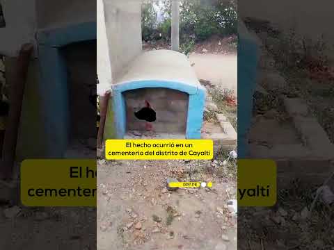 Chiclayo: rescatan perro que quedó encerrado en nicho tras entierro #RPP #Chiclayo #Perro #Entierro