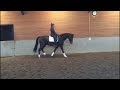 Dressage horse Kwaliteitsvolle 11-jarige ruin Sandreo x Osmium, ZZL
