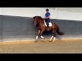 Дрессировка лошади Hongre de 4 ans à vendre