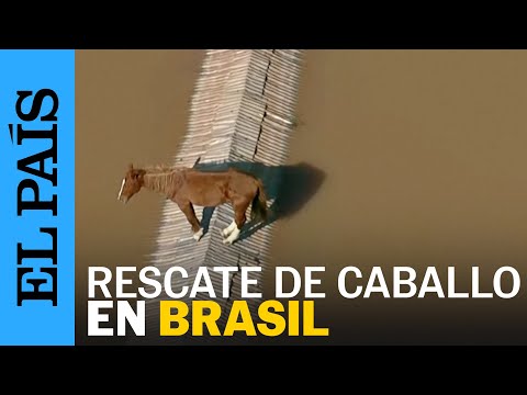 BRASIL | El rescate del caballo Caramelo en las inundaciones en Rio Grande do Sul | EL PAÍS