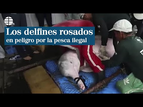 Los delfines rosados en peligro por la pesca ilegal