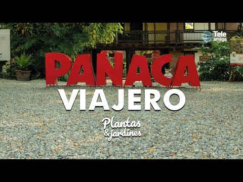 PANACA VIAJERO - Plantas y Jardines en Teleamiga