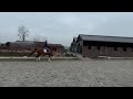 حصان الفروسية -nieuwe video- Een hele aparte Vivaldi