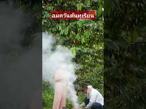 ลมควันต้นทุเรียนสวนทุเรียนทุเ