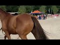Dressuurpaard Skylger - Luxe hengstveulen