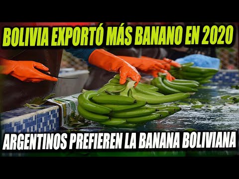 Bolivia exportó más Bananos a Argentina en 2020 - Se generó $us 50 Millones
