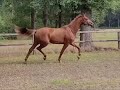 Cheval de dressage Le Formidable-dochter uit sport- en predicaatrijke stam
