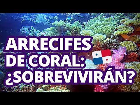 Arrecifes de Coral: millones de razones para preservarlos | Caribe