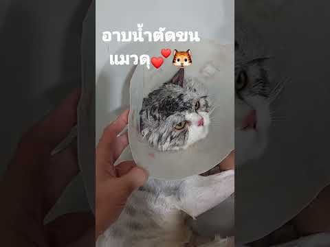 วิธีป้องกันแมวกัดเวลาอาบน้ำตัด