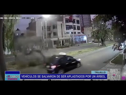Trujillo: vehículos se salvaron de ser aplastados por un árbol