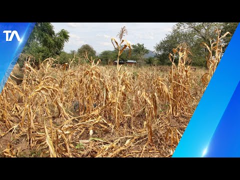 Heladas en el cantón Salcedo afectan a cultivos