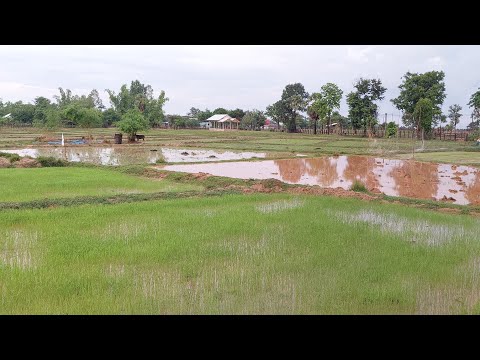 ฝนตกตอนเช้าอากาศเย็น