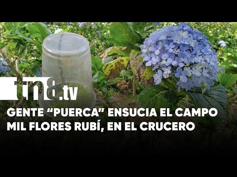 ¡Puercos! Denuncian a gente «cochina» que ensucia el campo Mil Flores Rubí - Nicaragua
