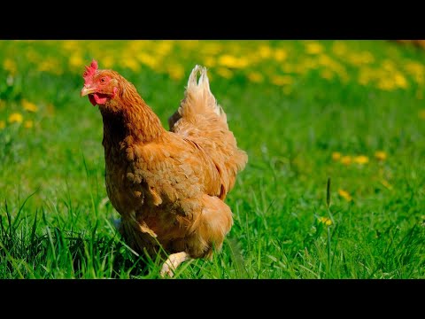 ¿Cómo aumentar la producción de huevos en las gallinas?