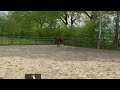 Springpaard Napoleon C Z jaarling (Notting Hill)