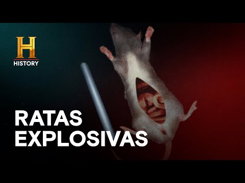 RATAS: EL ARMA MENOS PENSADA - INCREÍBLE con Dan Aykroyd