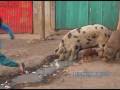 Influenza Porcina: Síntomas y transmisión