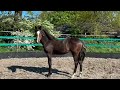 Dressage horse Jaarling merrie Extreme US x Florencio