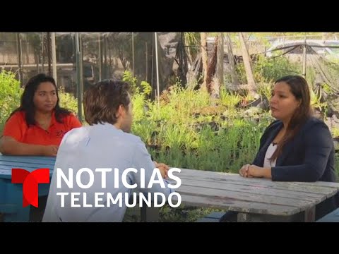 Activistas dan una mano a inmigrantes indocumentados en medio de la crisis | Noticias Telemundo