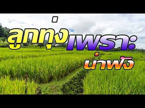 รวมเพลงลูกทุ่งเพราะๆน่าฟัง-ฟัง รวมเพลงลูกทุ่งเพราะๆน่าฟัง-ฟัง