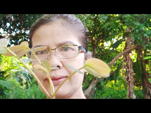ขายบัวบกผา-บัวบกกิน-บัวบกโขด-ม ขายบัวบกผา-บัวบกกิน-บัวบกโขด-ม