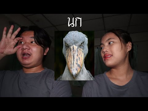 พวกเราซื้อ-นก-มาจาก-Dark-Web!- พวกเราซื้อ-นก-มาจาก-Dark-Web!-
