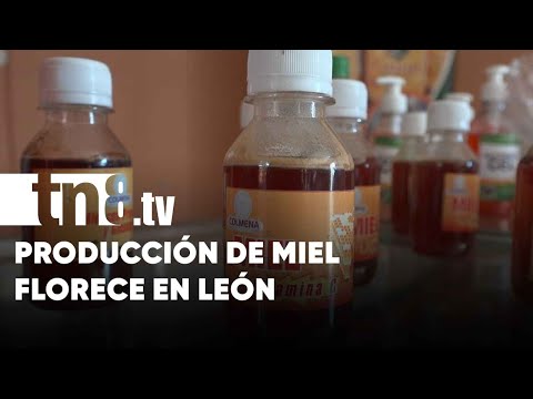 Viento en popa la producción de miel en León, Occidente de Nicaragua