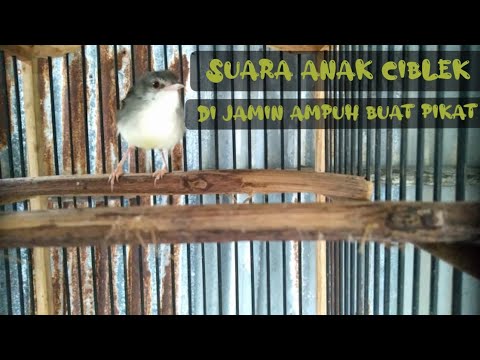 PIKAT BURUNG CIBLEK\\MENGGUNAKAN SUARA ANAKAN CIBLEK\\