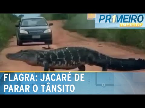 Flagra: Jacaré gigante para o trânsito em Tocantins | Primeiro Impacto (26/02/24)