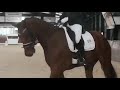 حصان الفروسية 4 jarige hele mooie kwaliteitsvolle merrie