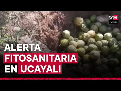 Ucayali: alerta fitosanitaria ante presencia de cancro en los cítricos
