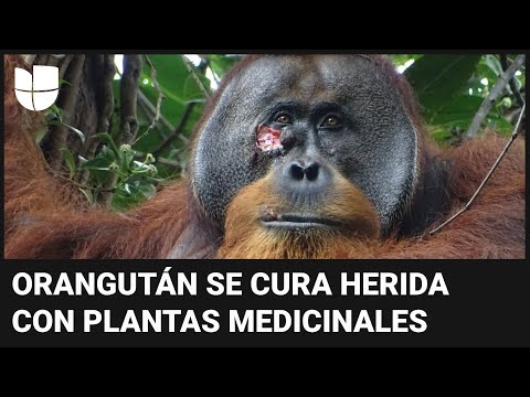 Rakus, el primer orangután grabado curándose una herida con plantas medicinales