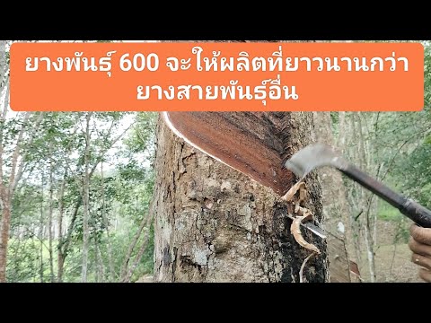 ยางพาราพันธุ์600จะออกแต่งต่า