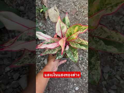 อโกลนีมาแสงเงินแสงทองด่าง