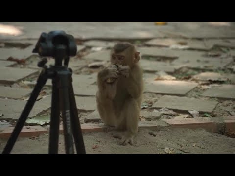 Cruelty for clicks: Cambodia investigating YouTubers' abuse of monkeys at Angkor UNESCO site